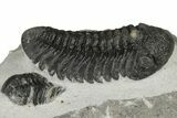 Detailed Morocops Trilobite Fossil - Morocco #204301-1
